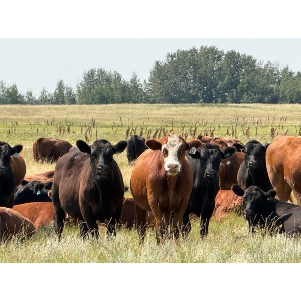 Riverbend Ranch - 1080# October Delivery Grass Steers - 180 Head (Coronation, AB)