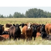 Image 1 : Riverbend Ranch - 1080# October Delivery Grass Steers - 180 Head (Coronation, AB)