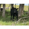 Image 16 : Brandin & Patrick Beasley - 525# October Delivery Steer Calves - 220 Head (Boggy Creek, MB)
