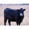 Image 3 : Ray Torkelson - 10 BBF Angus/Simm X 2nd Calvers (Millicent, AB)