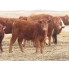 Image 9 : Sybouts Lake Farms Ltd. - 550# March Delivery Steers - 80 Head (Gladmar, SK)