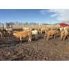 Image 9 : Brian Perillat - 725# April Delivery Steers - 70 Head (Linden, AB)