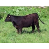 Image 7 : Little Rainbow Ranch - 50 Black & BBF Simm X Angus & Angus AI Bred Heifers (Moosomin, SK)
