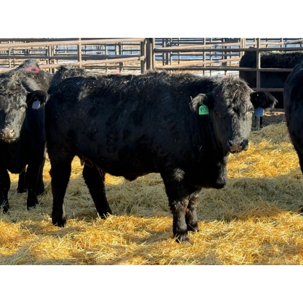Fox Cattle Co. - 6 Bred Heifers (Pen 431)