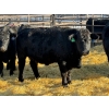 Image 1 : Fox Cattle Co. - 6 Bred Heifers (Pen 431)