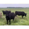 Image 2 : Broken Link Ranches - 1100# September Delivery  Grass Steers - 216 Head (Ponoka, AB)