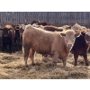 Image 2 : X Bar X Cattle Co. Ltd. - 1000# March Delivery Steers - 62 Head (Lomond, AB)