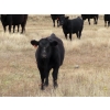 Image 12 : L & J Ranch - 640# Oct/Nov Steer Calves - 54 Head (Harptree, SK)