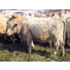 Image 7 : Frank Martens - 24 Tan/Silver Char X Bred Heifers (Theodore, SK)