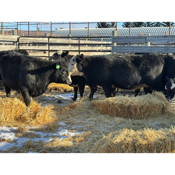 Fox Cattle Co. - 7 Bred Heifers (Pen 509)