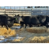 Image 1 : Fox Cattle Co. - 7 Bred Heifers (Pen 509)