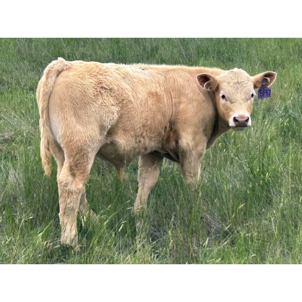 Border View Ranch - 620# October Delivery Steer Calves - 86 Head (Coronach, SK)