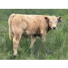 Image 1 : Border View Ranch - 620# October Delivery Steer Calves - 86 Head (Coronach, SK)