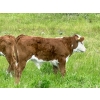 Image 10 : Pine Ranch Ltd. - 500# November Delivery Steer Calves - 95 Head (Morse, SK) VBP+