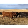 Image 7 : Mark Oldfield - 30 Angus/Simm X March/April Calving Mature Cows (Milo, AB)