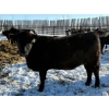 Image 15 : Greg Trewin - 26 BBF/BWF/Black Bred Heifers (Coulter, MB)