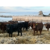 Image 2 : Kris Springer - 950# November Delivery Open Grass Heifers - 130 Head (Foam Lake, SK)