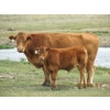 Image 4 : Andrew Ranching - 520# Steer Calves - 90 Head (Rolling Hills, AB)