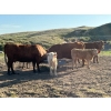 Image 5 : Border View Ranch - 540# October Delivery Heifer Calves - 65 Head (Coronach, SK)