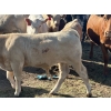 Image 10 : Fred Courtney - 650# October Delivery Steer Calves - 65 Head (Delia, AB)