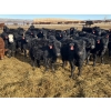 Image 3 : Babcock Livestock - 730# February Delivery Steers - 125 Head (Consort, AB)