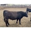 Image 8 : Lynden Land & Cattle - 900# June Delivery Steers - 50 Head (Linden, AB)