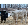 Image 6 : GW Murray Ranches - 540# Dec/Jan Delivery Weaned Steers - 85 Head (Tilley, AB)