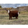 Image 5 : 130 Mile Ranch - 600# October Delivery Steer Calves - 90 Head (Lac La Hache, BC)