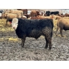 Image 3 : Birch Island Land & Cattle - 1025# April Delivery Steers - 57 Head (Rhein, SK)