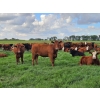 Image 7 : C.O. Johnson & Sons Ranches - 915# September Delivery Grass Heifers - 100 Head (Scandia, AB)