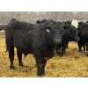 Image 3 : Brandt Boys Inc. - 1000# June Delivery Steers - 62 Head (Tolstoi, MB)