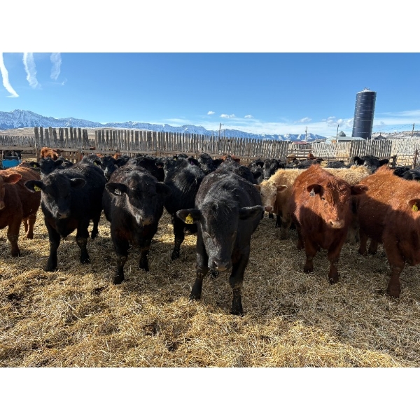 Antelope Butte Ranch - 867# March Delivery Steers - 144 Head (Lundbrek, AB) VBP+