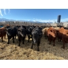 Image 1 : Antelope Butte Ranch - 867# March Delivery Steers - 144 Head (Lundbrek, AB) VBP+