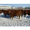 Image 20 : Greg Trewin - 30 RBF/RWF/Red Bred Heifers (Coulter, MB)