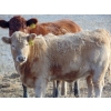 Image 5 : Ugly Head Feeders - 640# November Heifer Calves - 75 Head (Killam, AB)