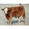 Image 6 : Ugly Head Feeders - 675# November Steer Calves - 75 Head (Killam, AB)