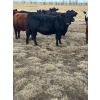 Image 5 : Colter Malloy - 6 BWF Heifers (Pen 324)