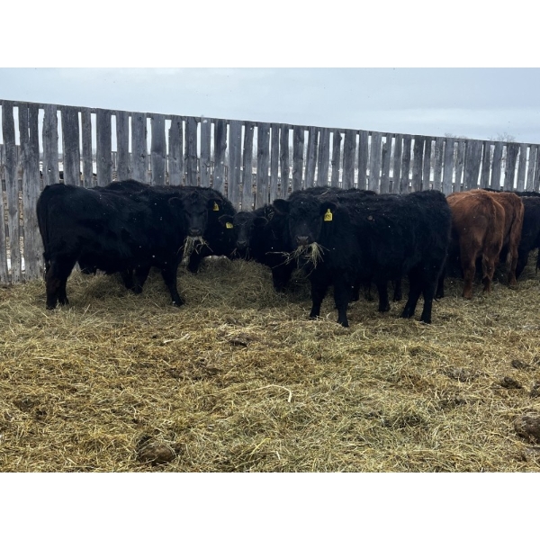 Kris Springer - 60 Bred Heifers (Foam Lake, SK)