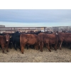 Image 12 : Redline Livestock - 550# November Delivery Steer Calves - 100 Head (Didsbury, AB)