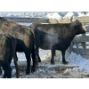 Image 3 : Larry Hatchard - 9 7 Year-Old Cows (Pen 530)