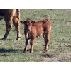 Image 8 : Hines Ranching Co. Ltd. - 525# November Delivery Steer Calves - 210 Head (Marwayne, AB)