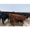 Image 4 : Riverview Farming Co. - 875# March Delivery Steers - 70 Head (Saskatoon, SK)