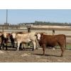 Image 3 : Jason Szymanek - 775# May Delivery Heifers - 75 Head (Stauffer, AB)