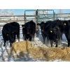 Image 2 : Joe Guze - 6 Heifers (Pen 148)