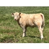 Image 3 : MacMillan Farming Co. - 535# July Delivery Heifer Calves - 180 Head (Cayley, AB) VBP+