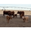 Image 9 : South Ridge Simmentals - 20 Red/Red X 1st Calf Pairs (Picture Butte, AB)