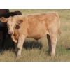 Image 16 : Thackeray Land & Cattle Inc. - 680# November Delivery Steer Calves - 90 Head (Goodwater, SK)