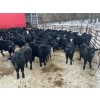 Image 2 : Turtleview Livestock - 750# March Delivery Steers - 79 Head (Goodlands, MB) VBP+