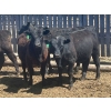 Image 5 : Clay Ridge Stock Farms Inc. - 625# May Delivery Heifers - 56 Head (Fairlight, SK)