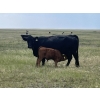 Image 6 : Brad & Sandy Lockhart - 490# October Delivery Steer Calves - 110 Head (Big Stone, AB)